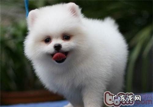 犬瘟热病毒检测