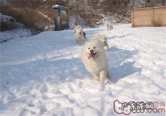 哪些方面会危害雌狗发情呢