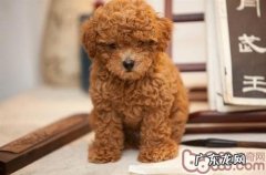 酷热夏天应留意防止小狗过敏的症状