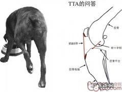 犬后面坡行，前十字韧带开裂的医治FAQ