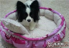 小狗得了球虫病如何治疗