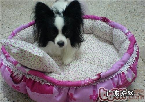 小狗得了球虫病如何治疗