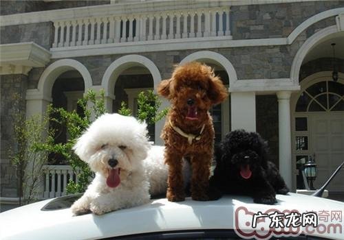 狗狗癫痫实际有哪些症状