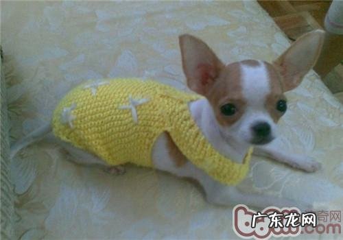 支气管坍塌非常容易导致狗狗咳嗽