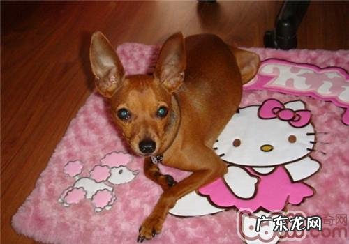 母犬何时刚开始发情期