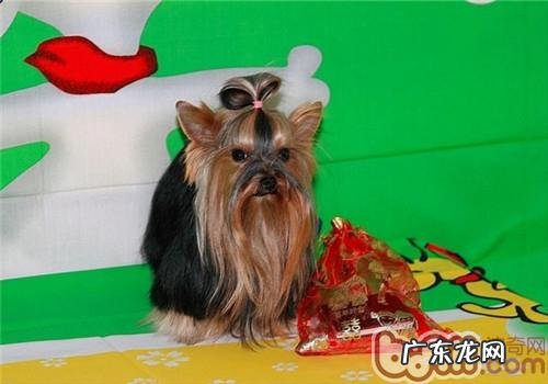 被狗咬咬伤后的妥善处理