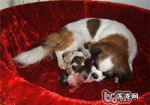 小狗患了生完孩子低血钙该怎么办