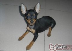 犬瘟感柒的几类缘故