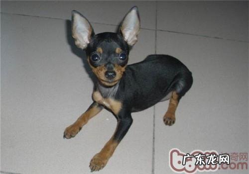 犬瘟感柒的几类缘故