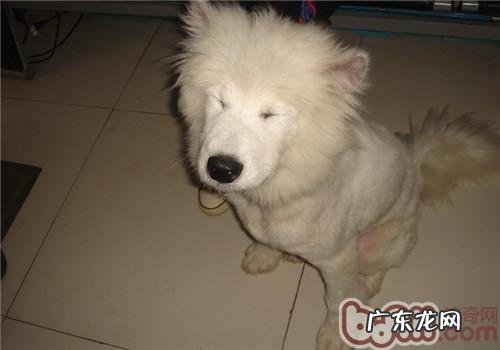 一例萨摩耶比较严重疥螨感染的病例分析