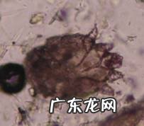 一例萨摩耶比较严重疥螨感染的病例分析