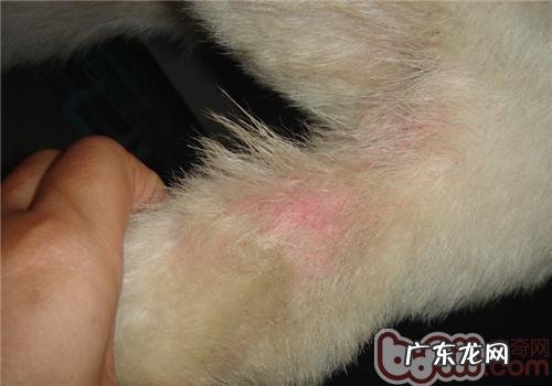 一例萨摩耶比较严重疥螨感染的病例分析