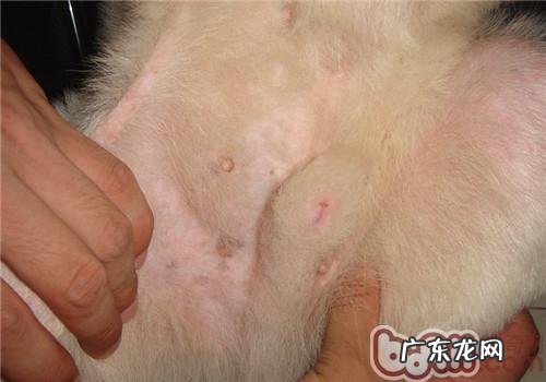 一例萨摩耶比较严重疥螨感染的病例分析