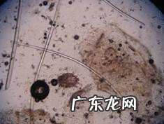 一例萨摩耶比较严重疥螨感染的病例分析