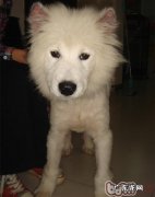 一例萨摩耶比较严重疥螨感染的病例分析