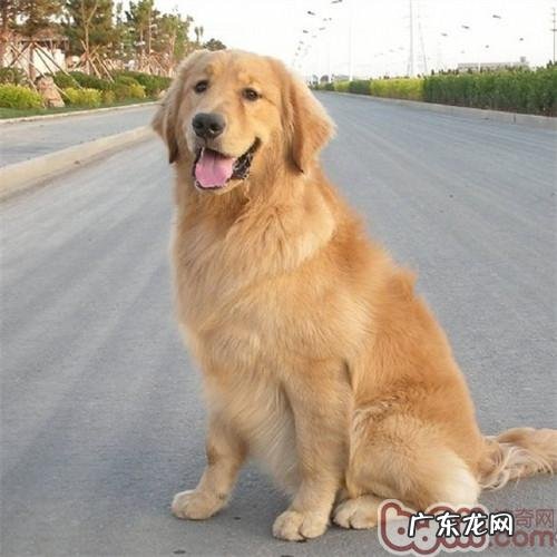 科学研究的清除金毛狗狗的肛门腺