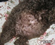 犬发情期与怀孕期间的事宜