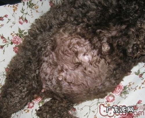 犬发情期与怀孕期间的事宜