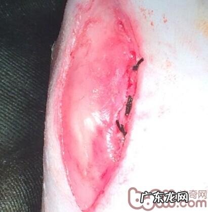 泰迪犬髌骨脱位的医治