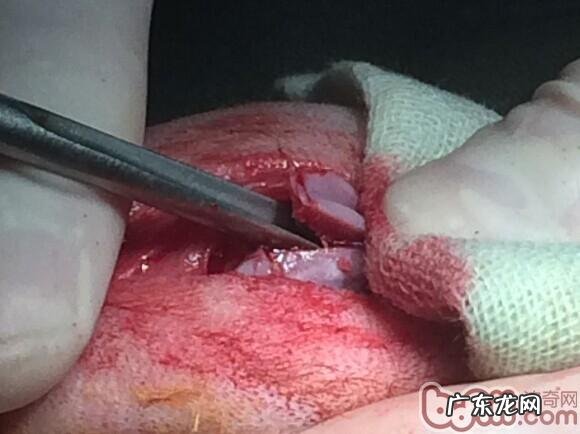 泰迪犬髌骨脱位的医治