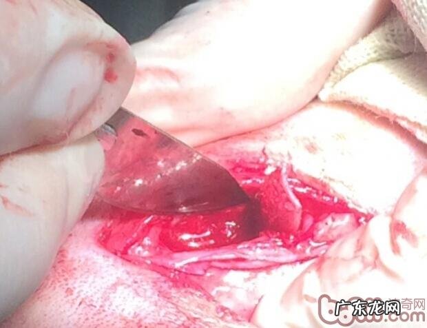 泰迪犬髌骨脱位的医治