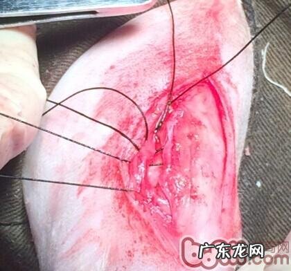 泰迪犬髌骨脱位的医治