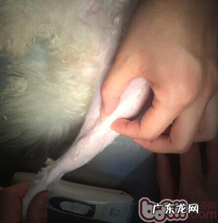 泰迪犬髌骨脱位的医治