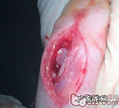 泰迪犬髌骨脱位的医治