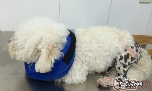 泰迪犬髌骨脱位的医治