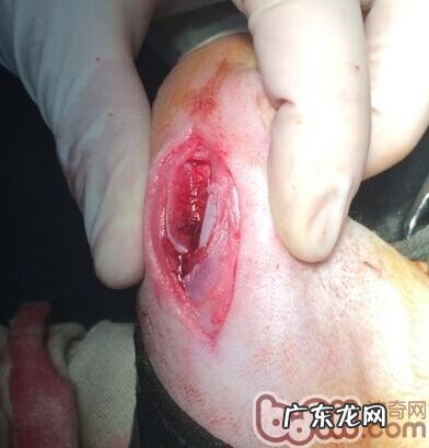 泰迪犬髌骨脱位的医治