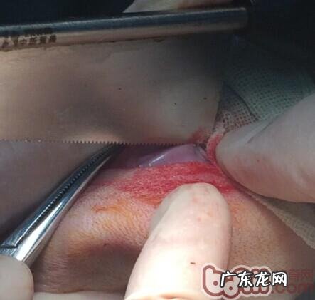 泰迪犬髌骨脱位的医治