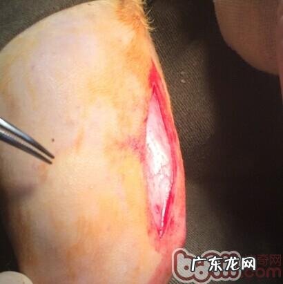 泰迪犬髌骨脱位的医治