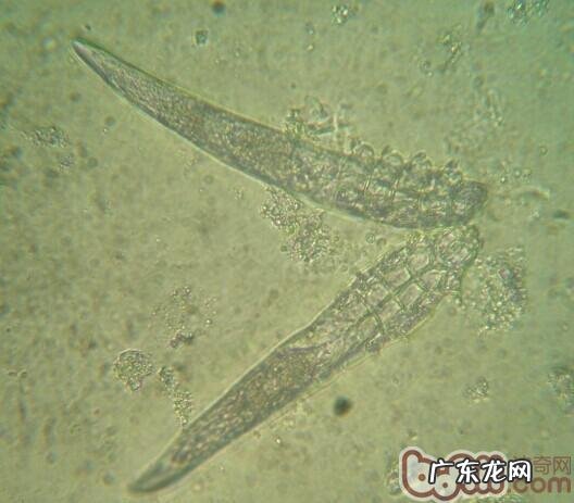 犬蠕形螨的确诊与医治