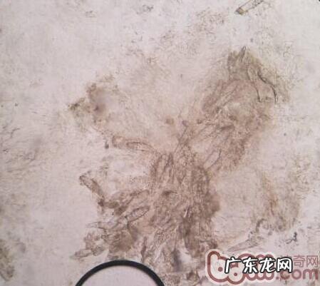 犬蠕形螨的确诊与医治