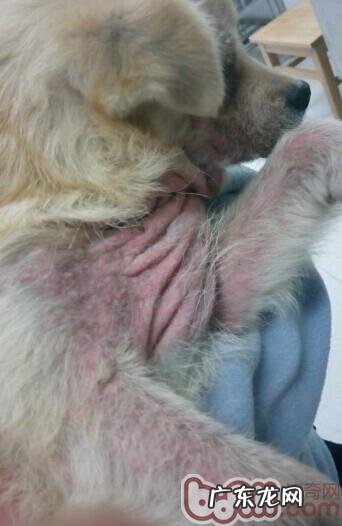 犬蠕形螨的确诊与医治