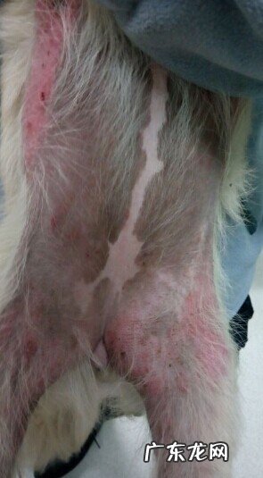 犬蠕形螨的确诊与医治