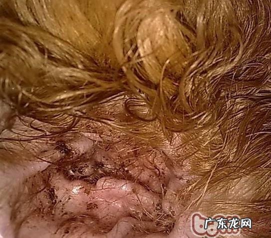 怎么治疗小狗的耳螨