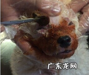 犬脓皮病的病发原理及医治感受