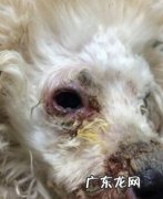 犬脓皮病的病发原理及医治感受