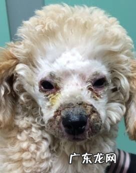 犬脓皮病的病发原理及医治感受