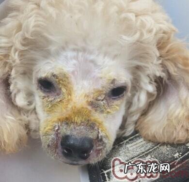 犬脓皮病的病发原理及医治感受