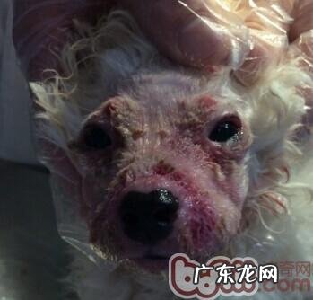 犬脓皮病的病发原理及医治感受