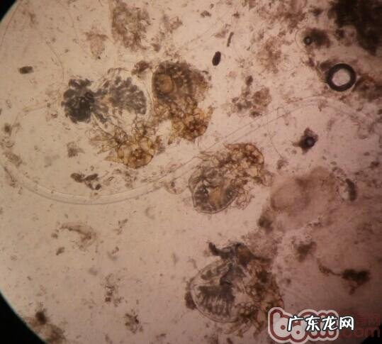 犬疥螨和细菌混和传染性皮肤疾病