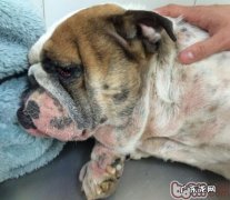 犬疥螨和细菌混和传染性皮肤疾病