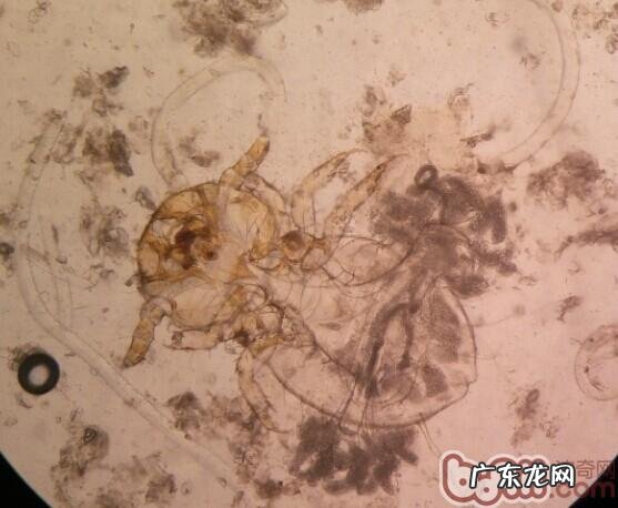 犬疥螨和细菌混和传染性皮肤疾病