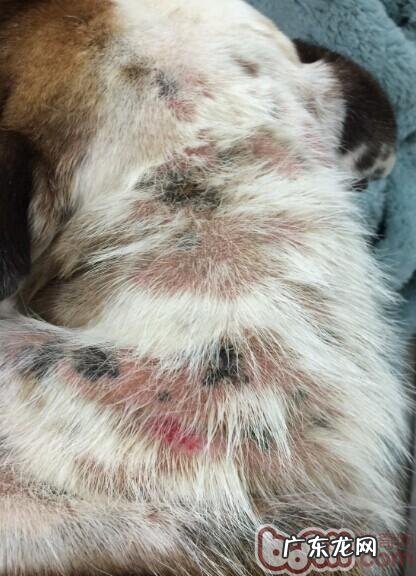 犬疥螨和细菌混和传染性皮肤疾病