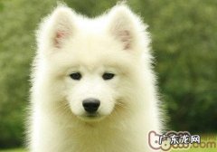 萨摩耶感冒发烧该怎么办