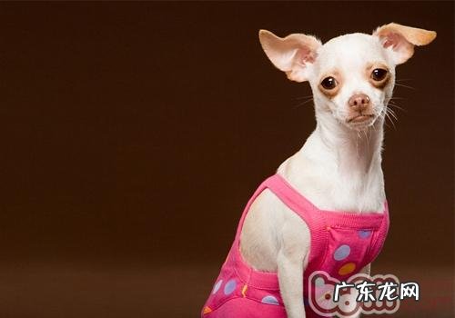 犬皮肤病的病发缘故及预防调查研究报告