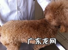 犬皮肤病的病发缘故及预防调查研究报告