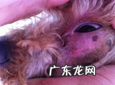 犬皮肤病的病发缘故及预防调查研究报告